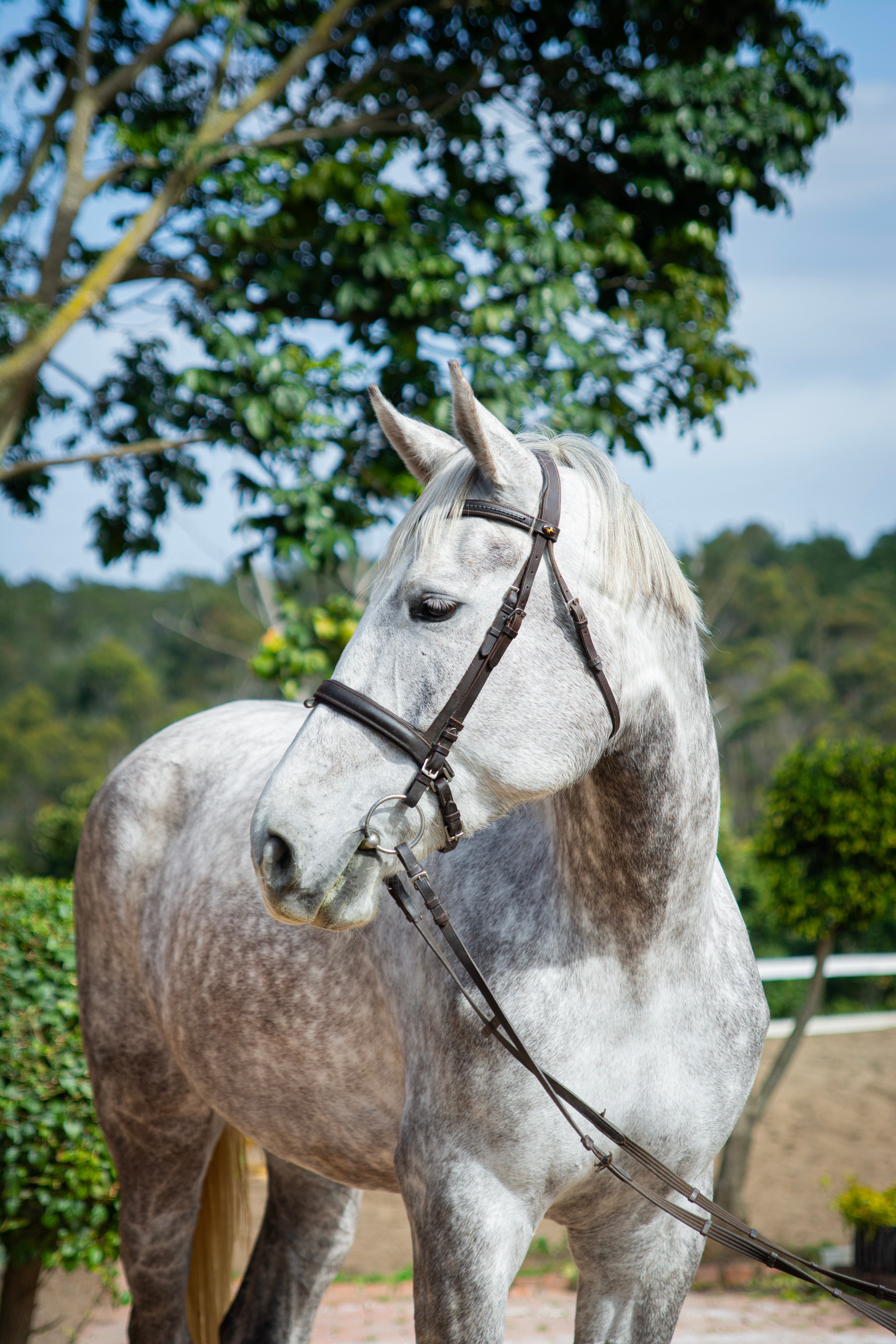 Equine & Health Care