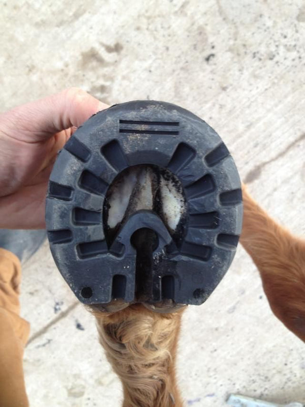 Hoof Maintenance