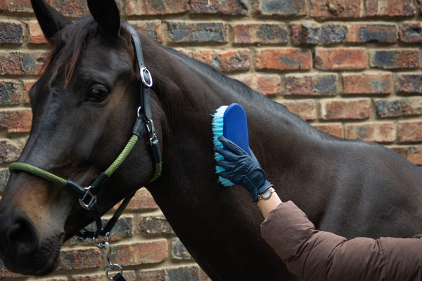 Grooming & Coat Care